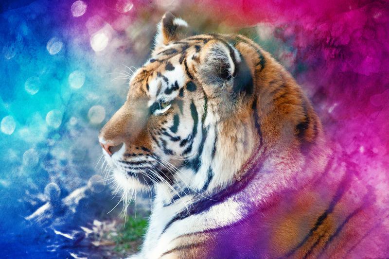 TigerMysteryinColors.jpg