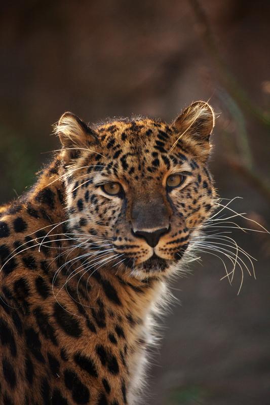 Cats Beauty Te Amur Leopard