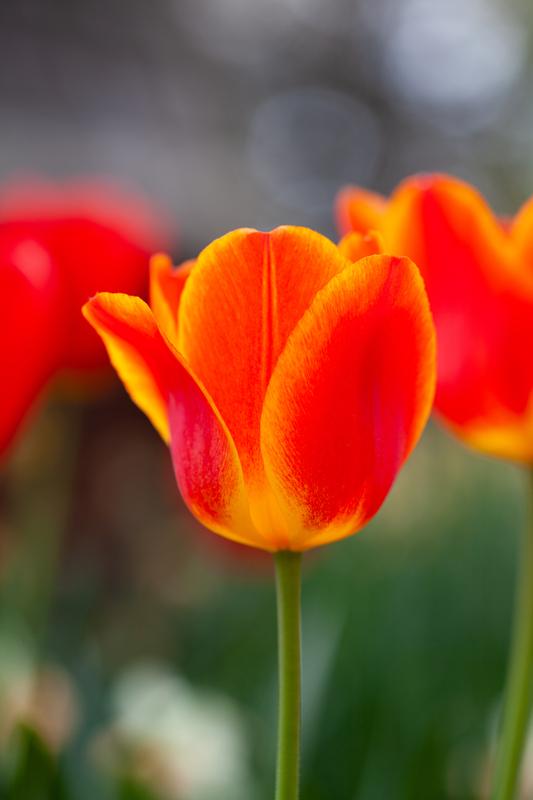 BrightHappyTulip