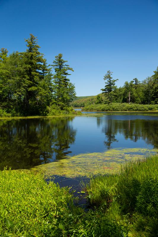 TheStillnessOfNature